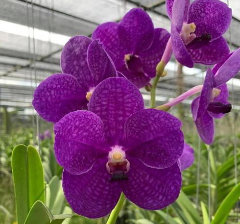 Vanda Tokyo Blue x Vanda Dr. Anek — Motes Orchids